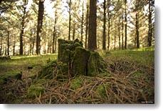 woodhill_forest