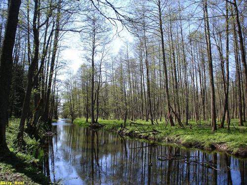 800px-Bialowieza_Deby_rzeka_Barry_Kent